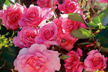 Министр здравоохранения региона Александр Кравченко поздравил коллег с Международным днем медицинской сестры Министр здравоохранения региона Александр Кравченко поздравил коллег с Международным днем медицинской сестры